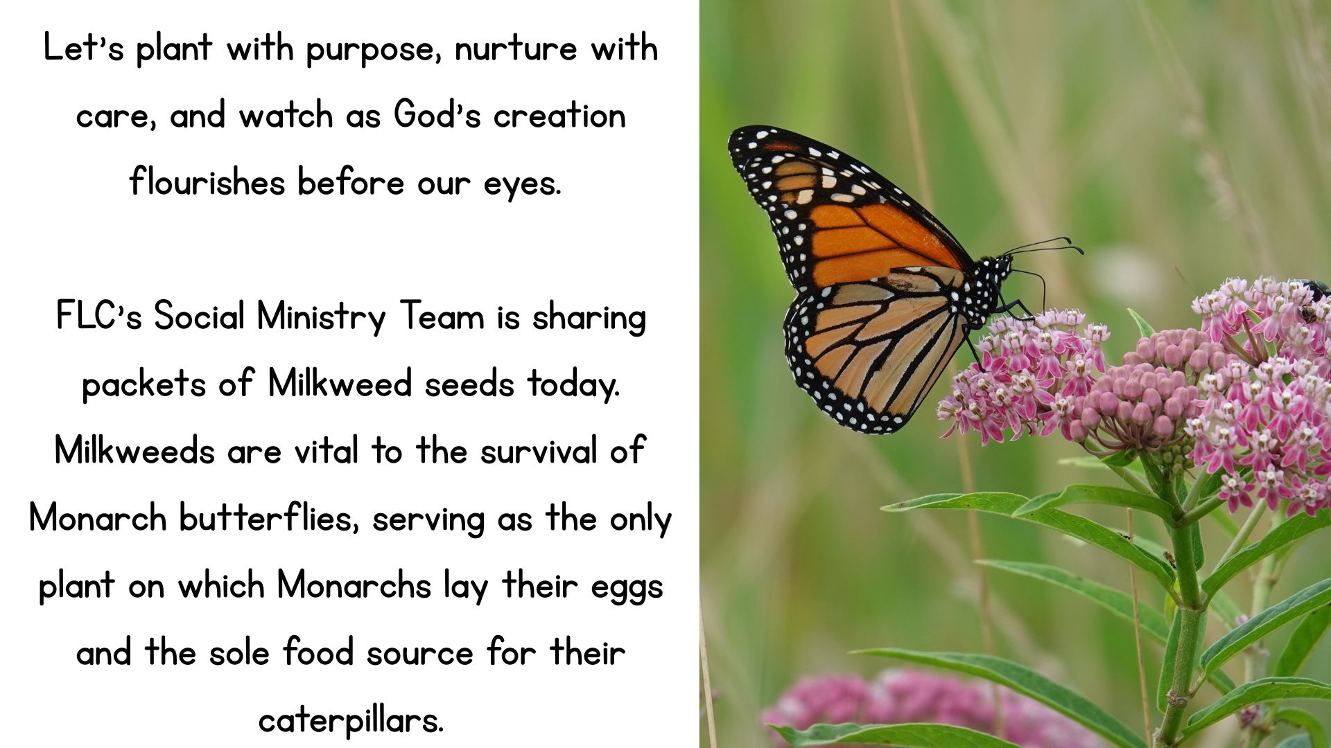 Monarch Butterfly on Milkweed